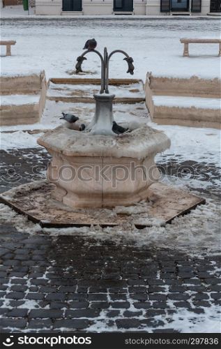 Pigeons drinking water from a frozen fountain