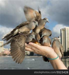Pigeons feeding from a person&rsquo;s hand, Waikiki, Diamond Head, Kapahulu, St. Louis, Honolulu, Oahu, Hawaii, USA