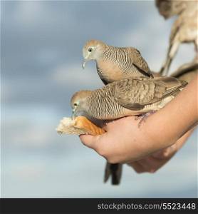 Pigeons feeding from a person&rsquo;s hand, Waikiki, Diamond Head, Kapahulu, St. Louis, Honolulu, Oahu, Hawaii, USA