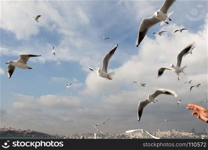 Pigeons fly in sky over the sea in Istanbul in the urban environment