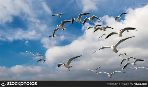 Pigeons fly in sky over the sea in Istanbul in the urban environment