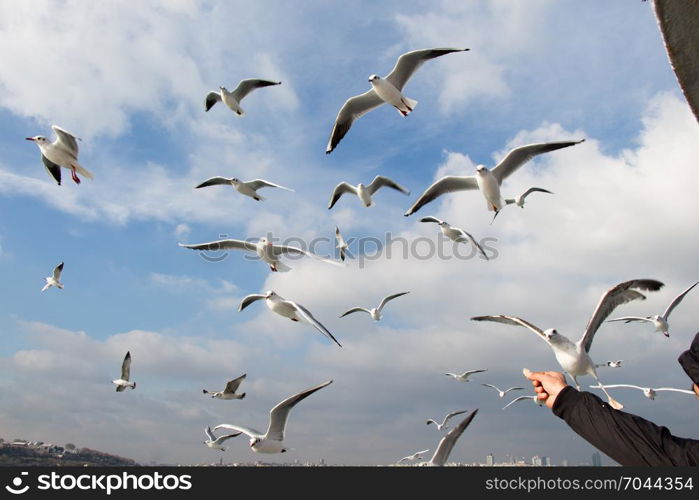 Pigeons fly in sky over the sea in Istanbul in the urban environment