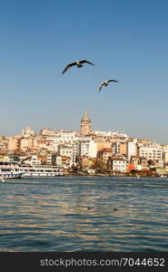 Pigeons fly in sky over the sea in Istanbul in the urban environment