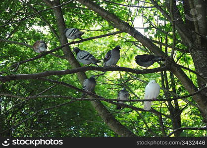 Pigeons in a tree