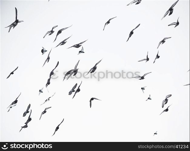 pigeons in flight
