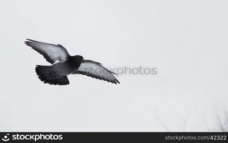 pigeons in flight