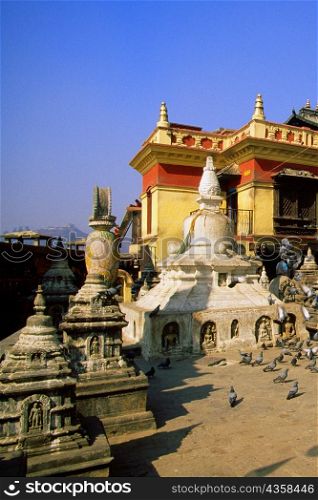 Pigeons in front of a temple, Monkey Temple, Katmandu, Nepal