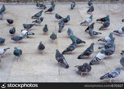 Pigeons in street on a sunny day
