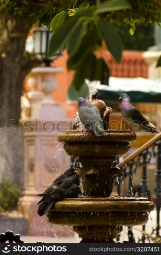 Pigeons on a fountain, Mexico