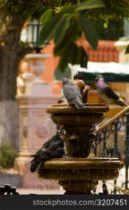 Pigeons on a fountain, Mexico
