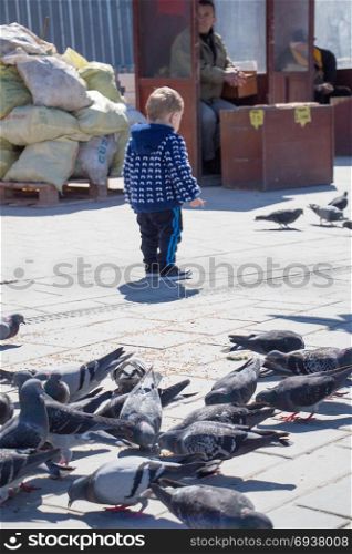 Pigeons on a stone pavement