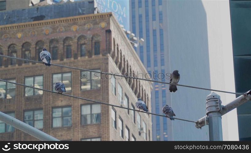 Pigeons on a wire in New York City