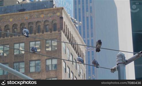 Pigeons on a wire in New York City