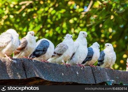 Pigeons on the roof
