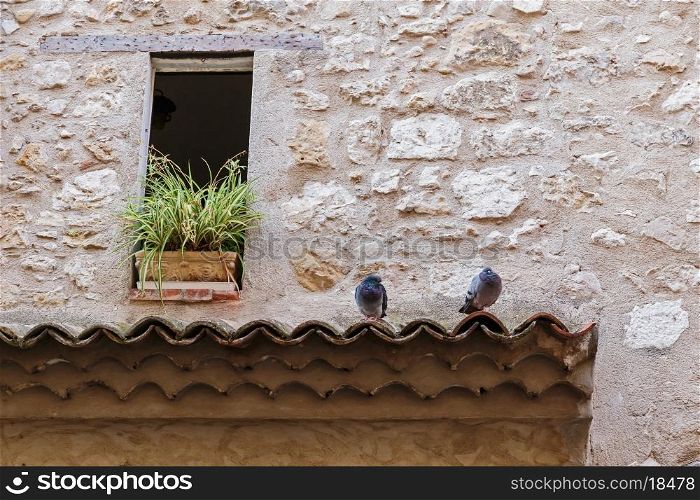 pigeons on the roof tile