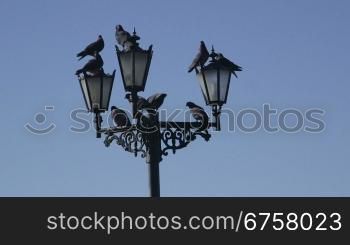 Pigeons on the streetlight against blue sky