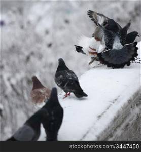 pigeons on winter snow background