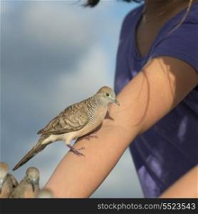 Pigeons perching on a woman&rsquo;s hand, Waikiki, Diamond Head, Kapahulu, St. Louis, Honolulu, Oahu, Hawaii, USA