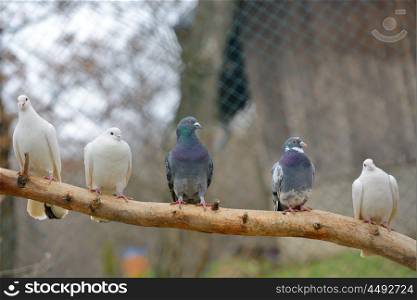 pigeons sit on a tree branch