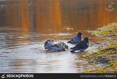 Pigeons swimming in the river