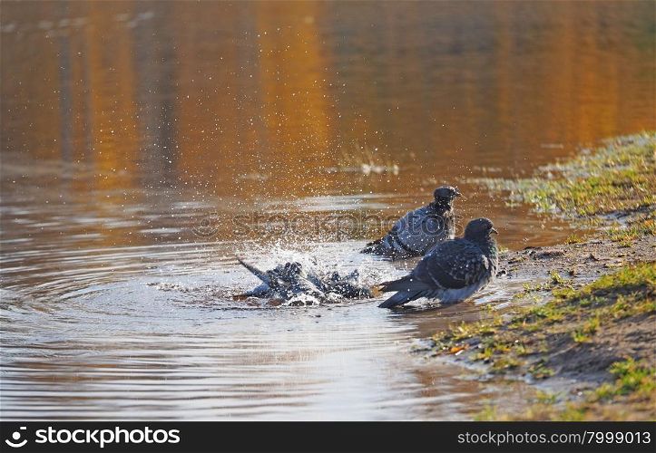 Pigeons swimming in the river