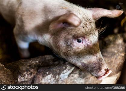 Pigglets in the barn with straw on the ground. Food production concepts image with pigs on the farm. Muddy pigs in the village. Pigglets in the barn with straw on the ground. Food production concepts image with pigs on the farm. Muddy pigs in the village.