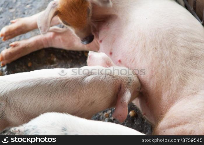 Piglet fed milk Couch to sow feeding Piglet on a farm.