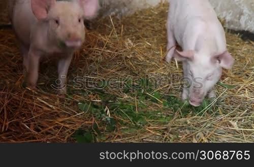 Piglets in pigsty
