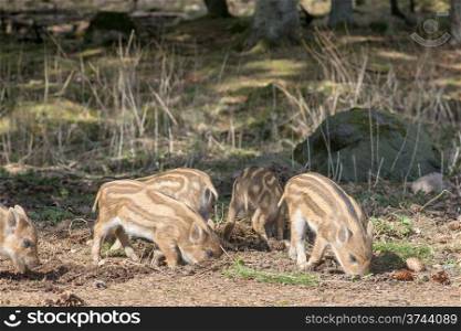 Piglets of the wild boar or wild pig, Sus scrofa searching for food in the forest