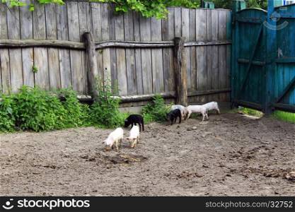 piglets run jolly on the farm. dimestic piglets fun run in the barnyard