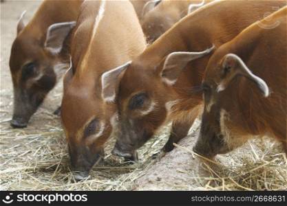 Pigs and hay