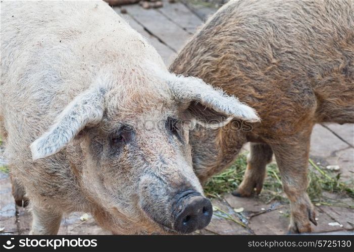 pigs closeup portrait at farm