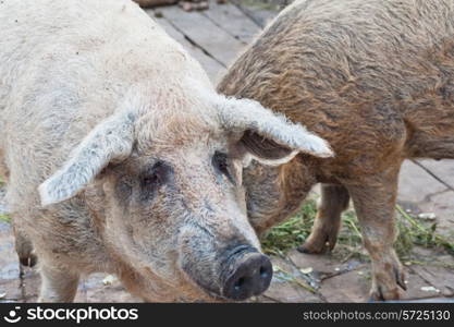 pigs closeup portrait at farm