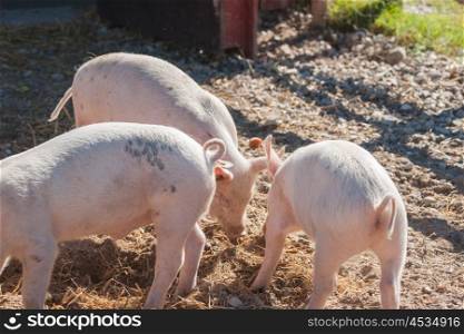 Pigs eating food at a pigsty in the summer