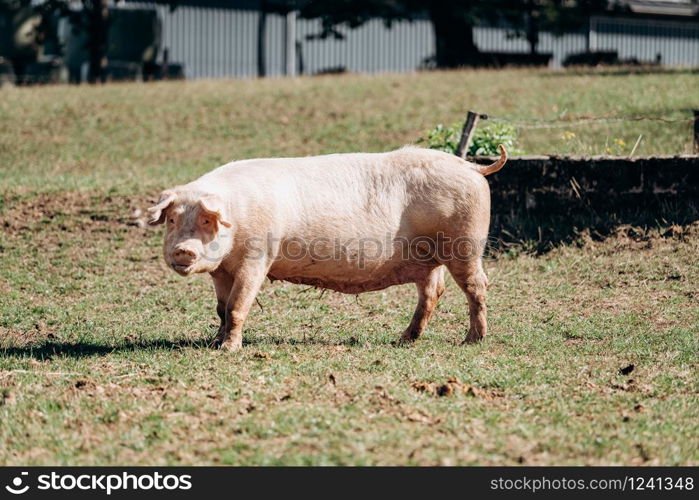 Pigs graze on the farm. Pigs and farm.