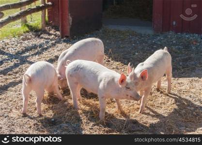 Pigs in a farmyard eating hay in the summer