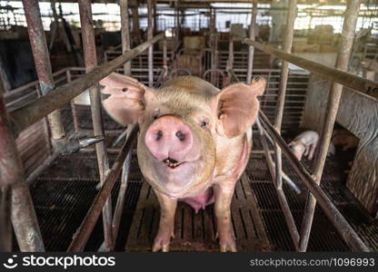 Pigs in hog farms, Pig industry