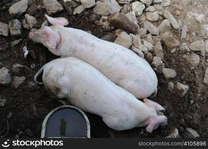 Pigs in mud next to a drinker