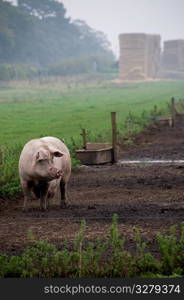 Pigs in the countryside.