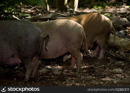 Pigs in the woods/