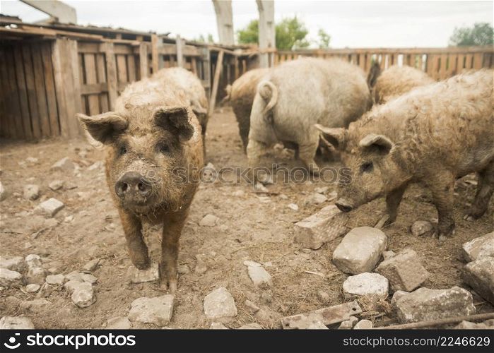 pigs sty farm