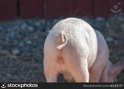 Pigtail on a pink pig in a pigsty