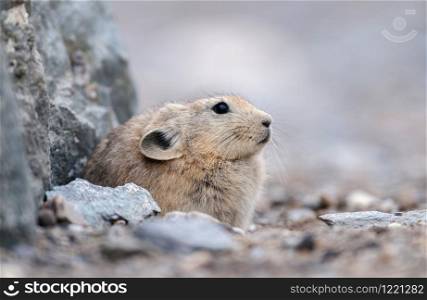 Pika is a small mountain-dwelling mammal, Tsokar Lake, Ladakh, India, India