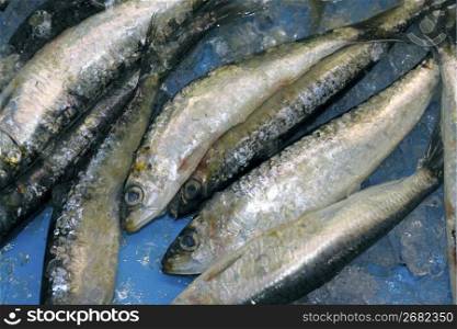 pilchard sardine seafood fish catch on blue ice background