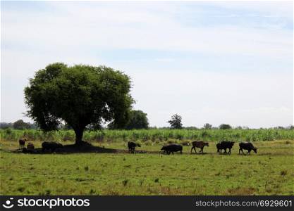 pile of asian water buffalo in the field