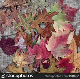 Pile of Autumn leaves for the seasonal holiday