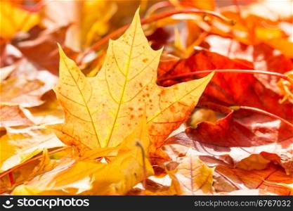Pile of autumn leaves on the ground