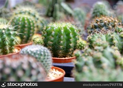 pile of beautiful cactus in flower shop