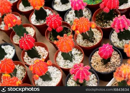 pile of beautiful cactus in flower shop. beautiful cactus in flower shop