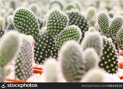 pile of beautiful cactus in flower shop. pile of beautiful cactus